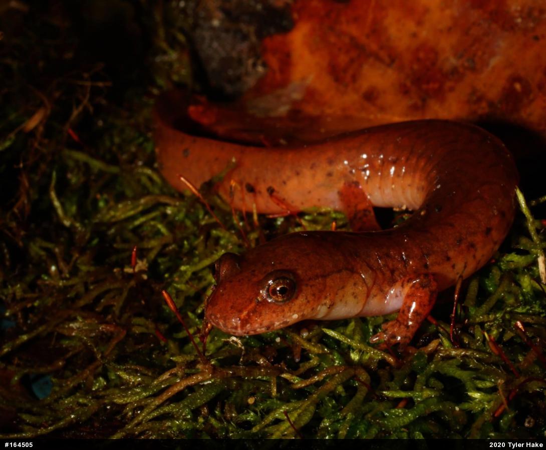 Northern Spring Salamander