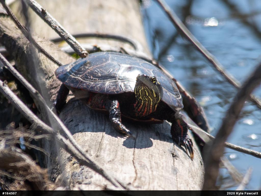 Painted Turtle