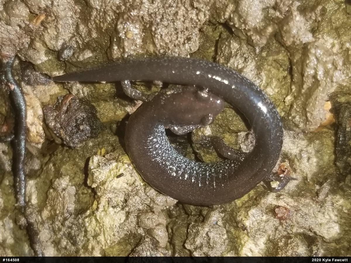 Eastern Red-backed  Salamander