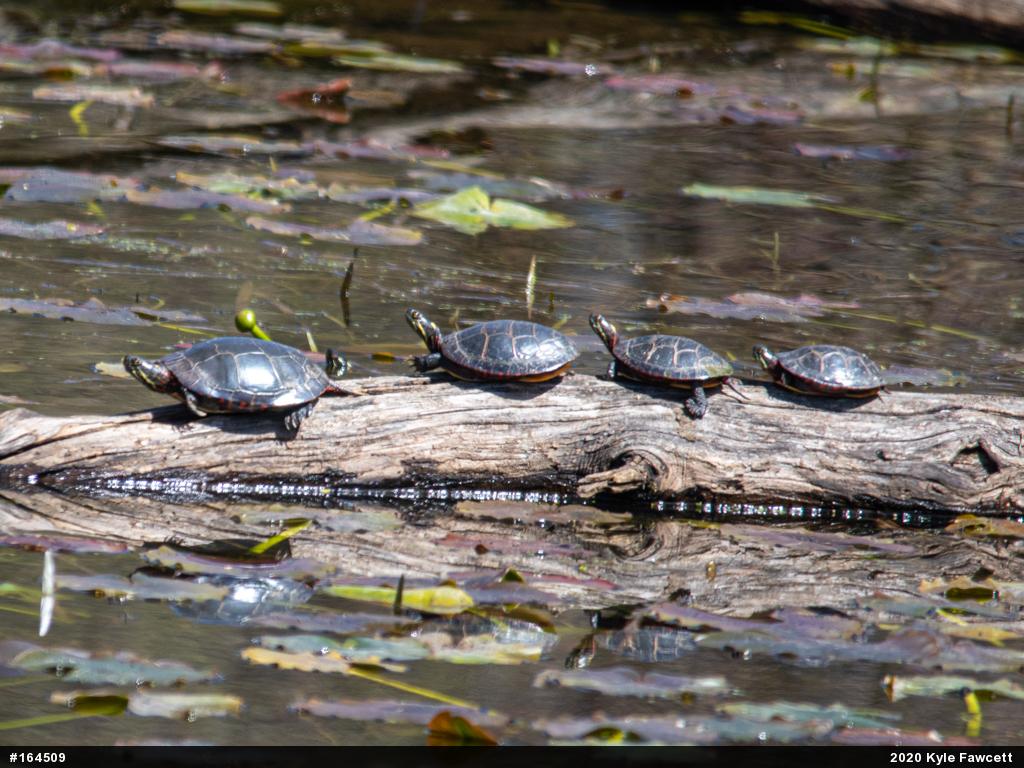 Painted Turtle
