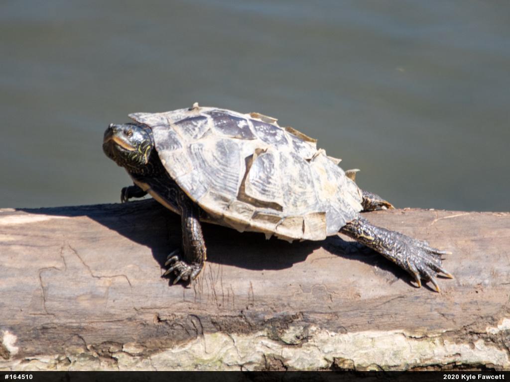 Northern Map Turtle
