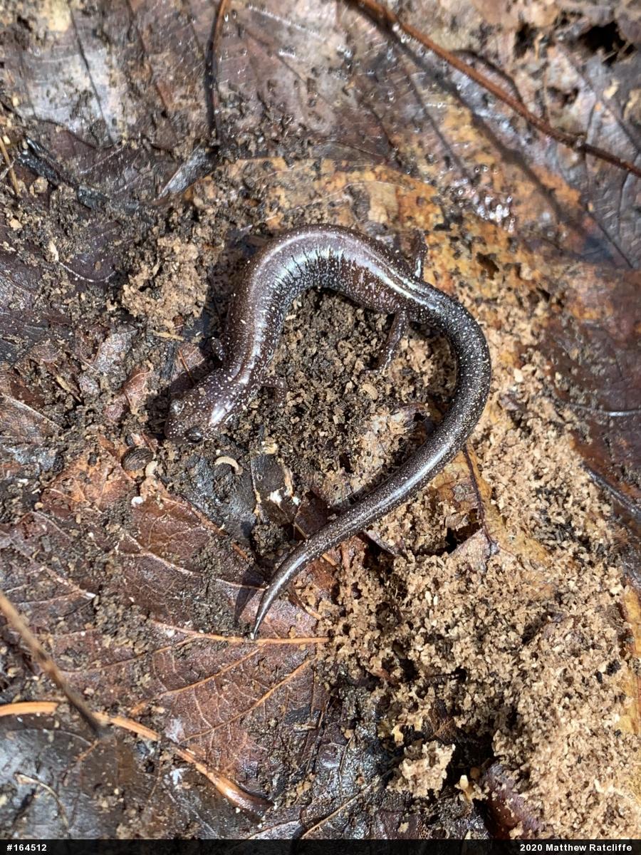 Eastern Red-backed  Salamander