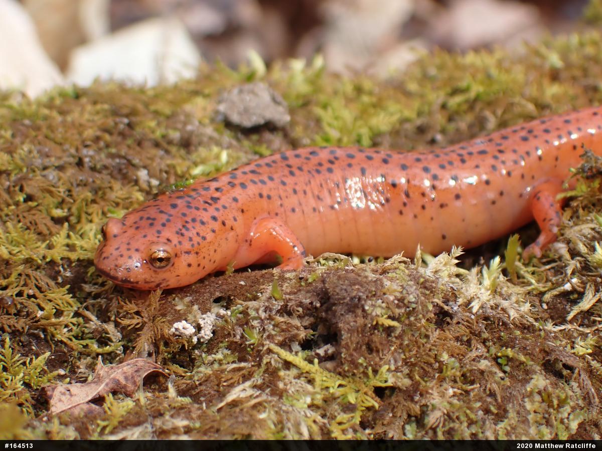 Northern Red Salamander