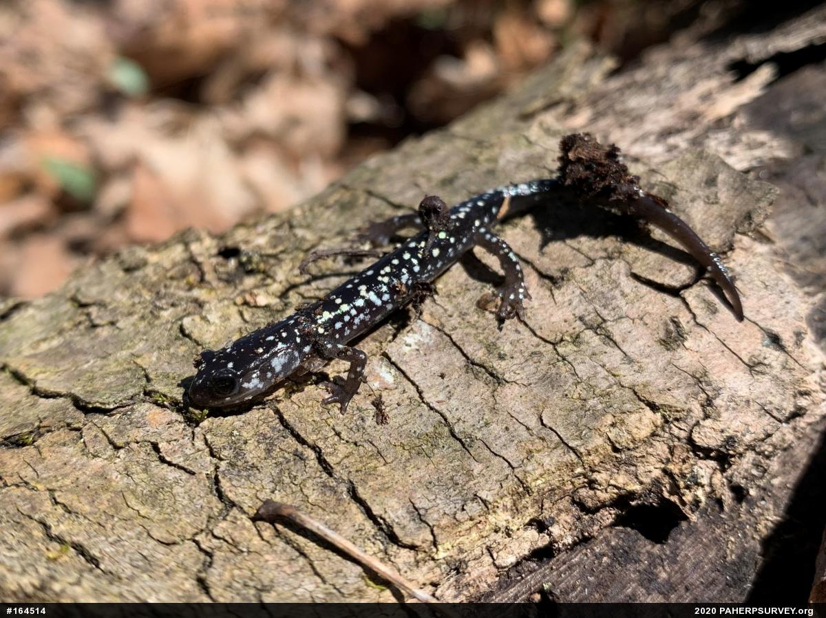 Northern Slimy Salamander