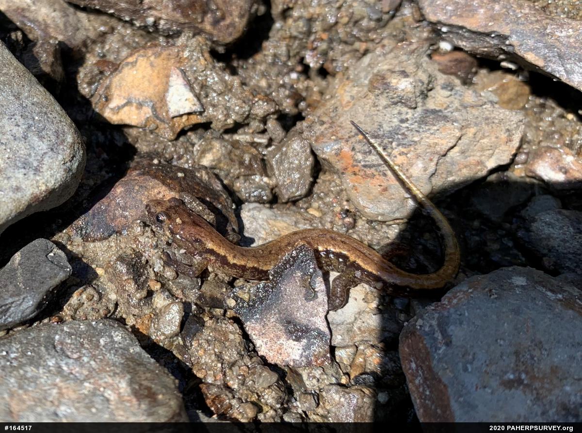 Allegheny Mountain Dusky Salamander