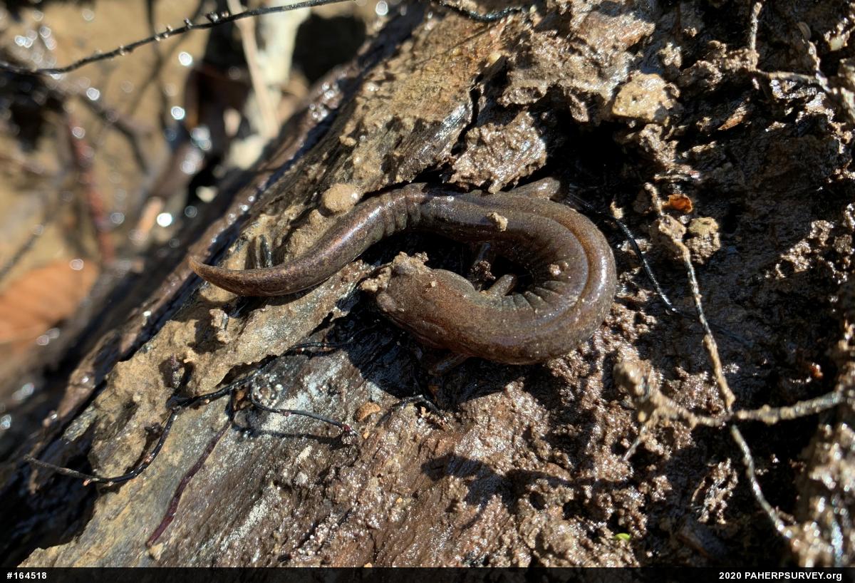 Northern Dusky Salamander