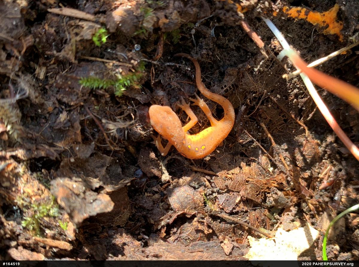 Red-spotted Newt