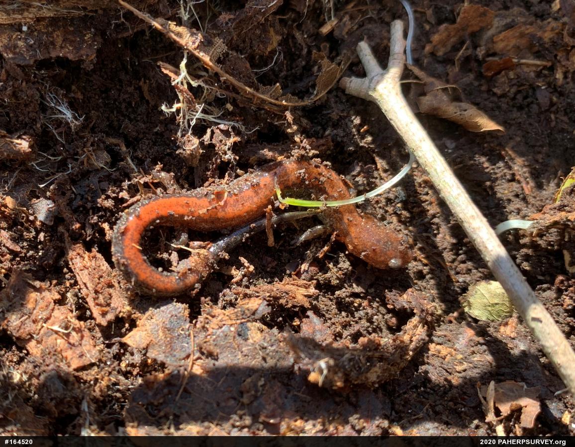 Eastern Red-backed  Salamander