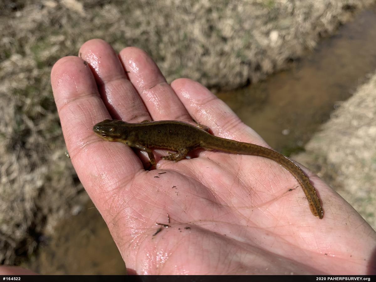 Red-spotted Newt