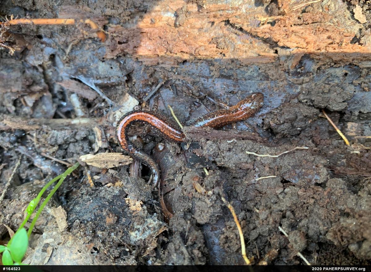 Eastern Red-backed  Salamander