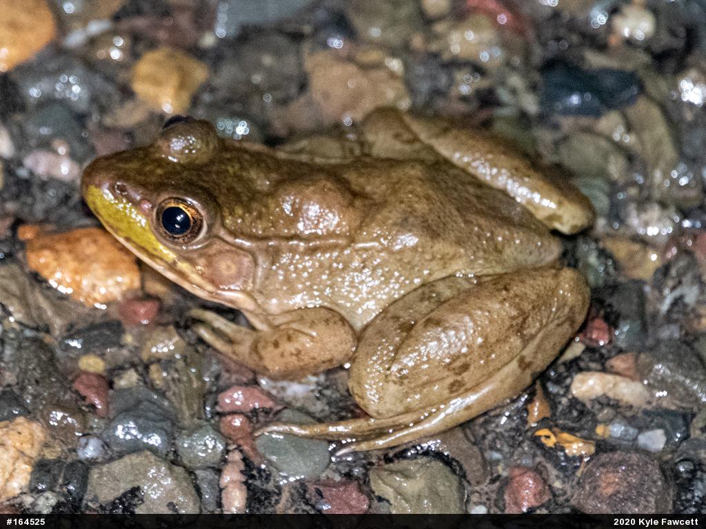 Green Frog