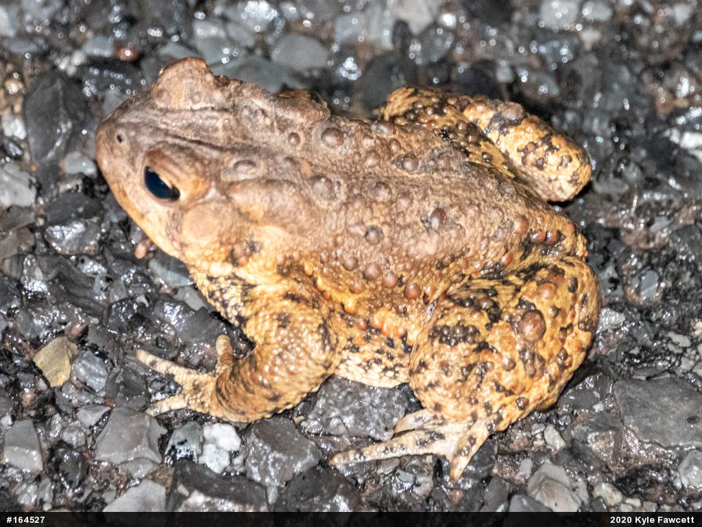 Eastern American Toad