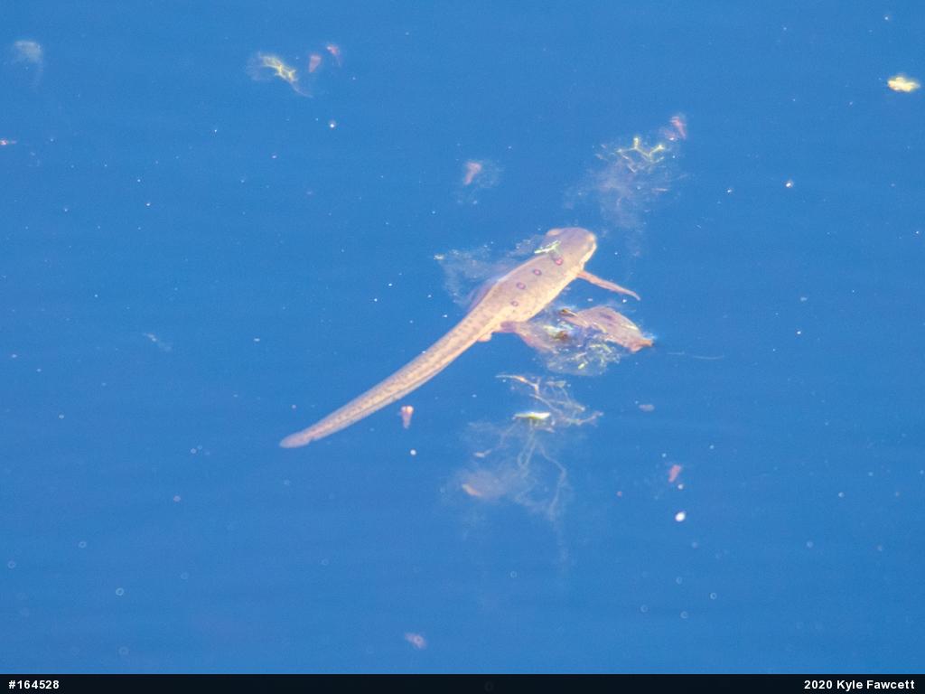 Red-spotted Newt