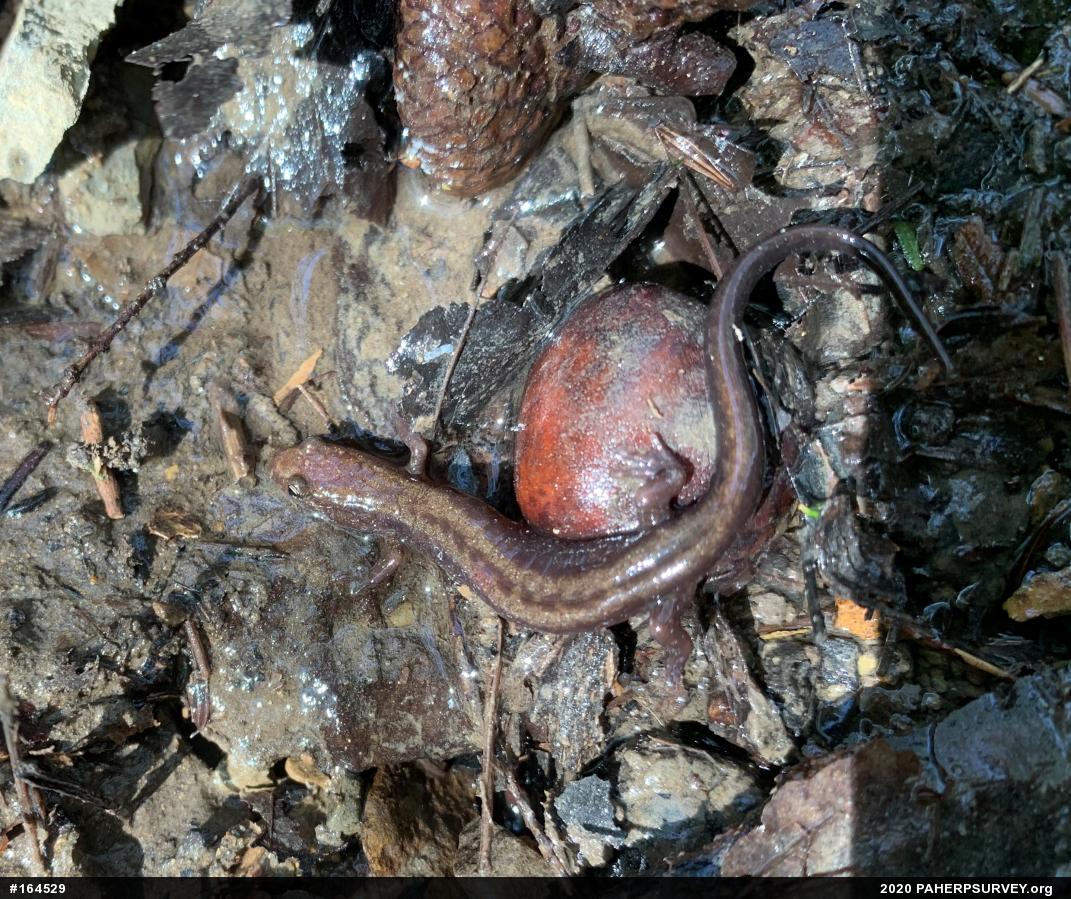 Allegheny Mountain Dusky Salamander