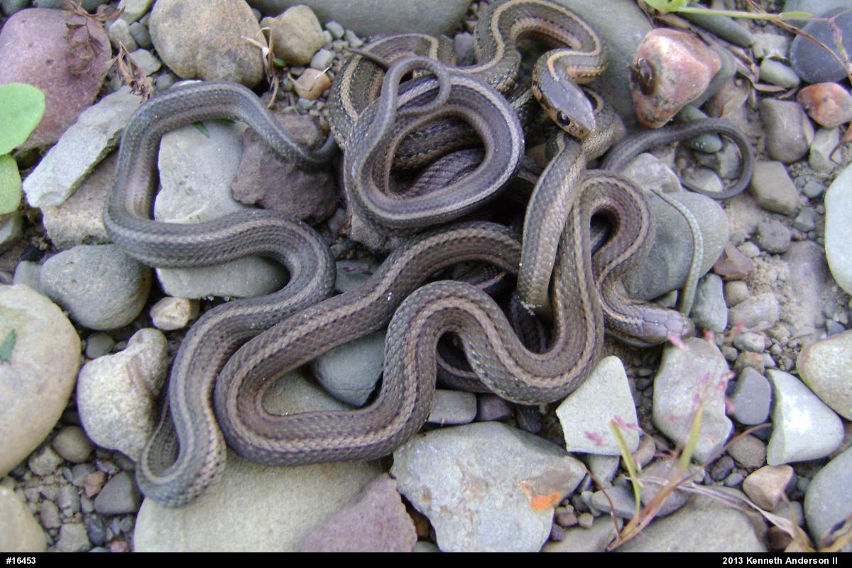 Shorthead Gartersnake