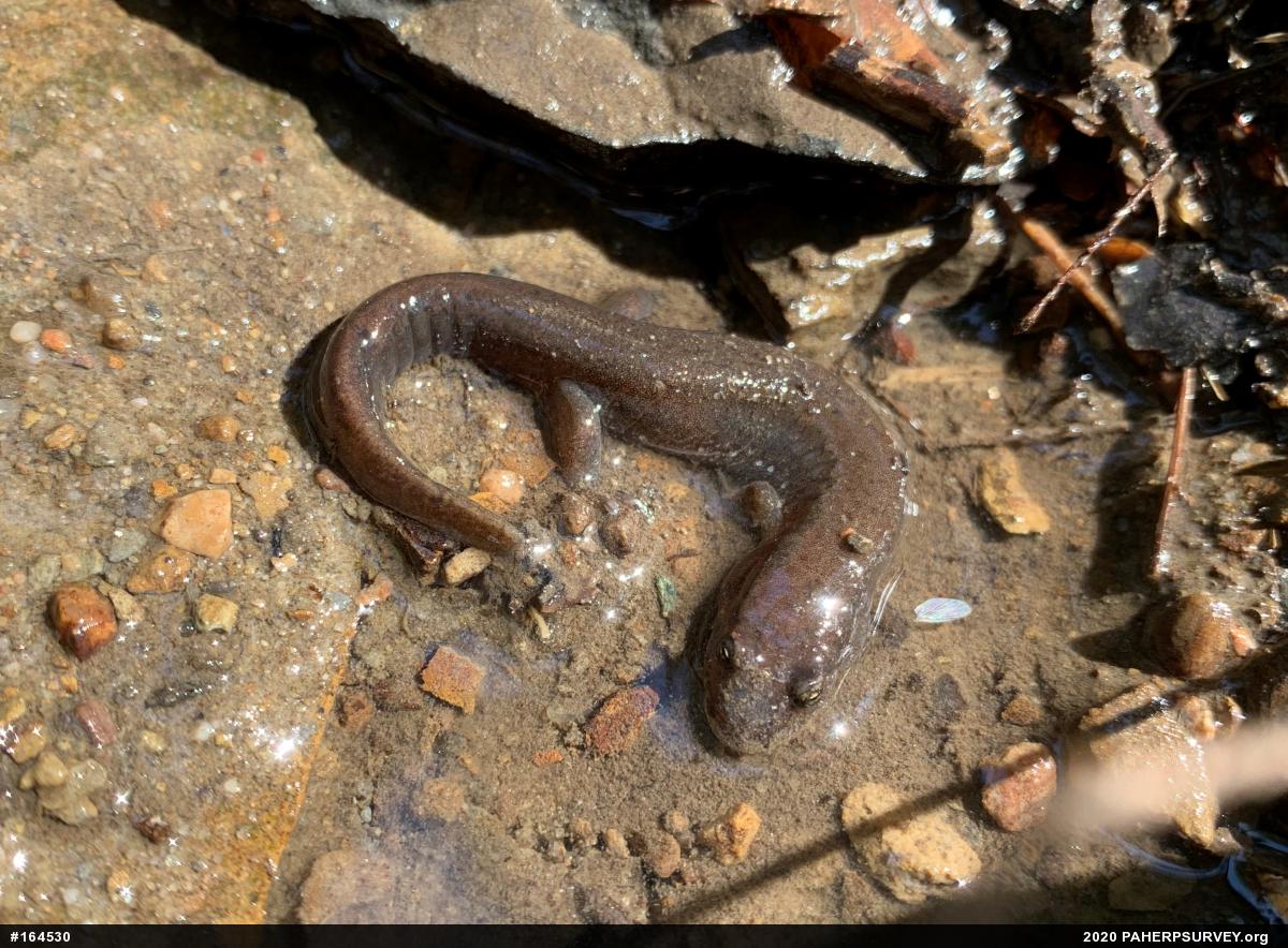 Northern Dusky Salamander