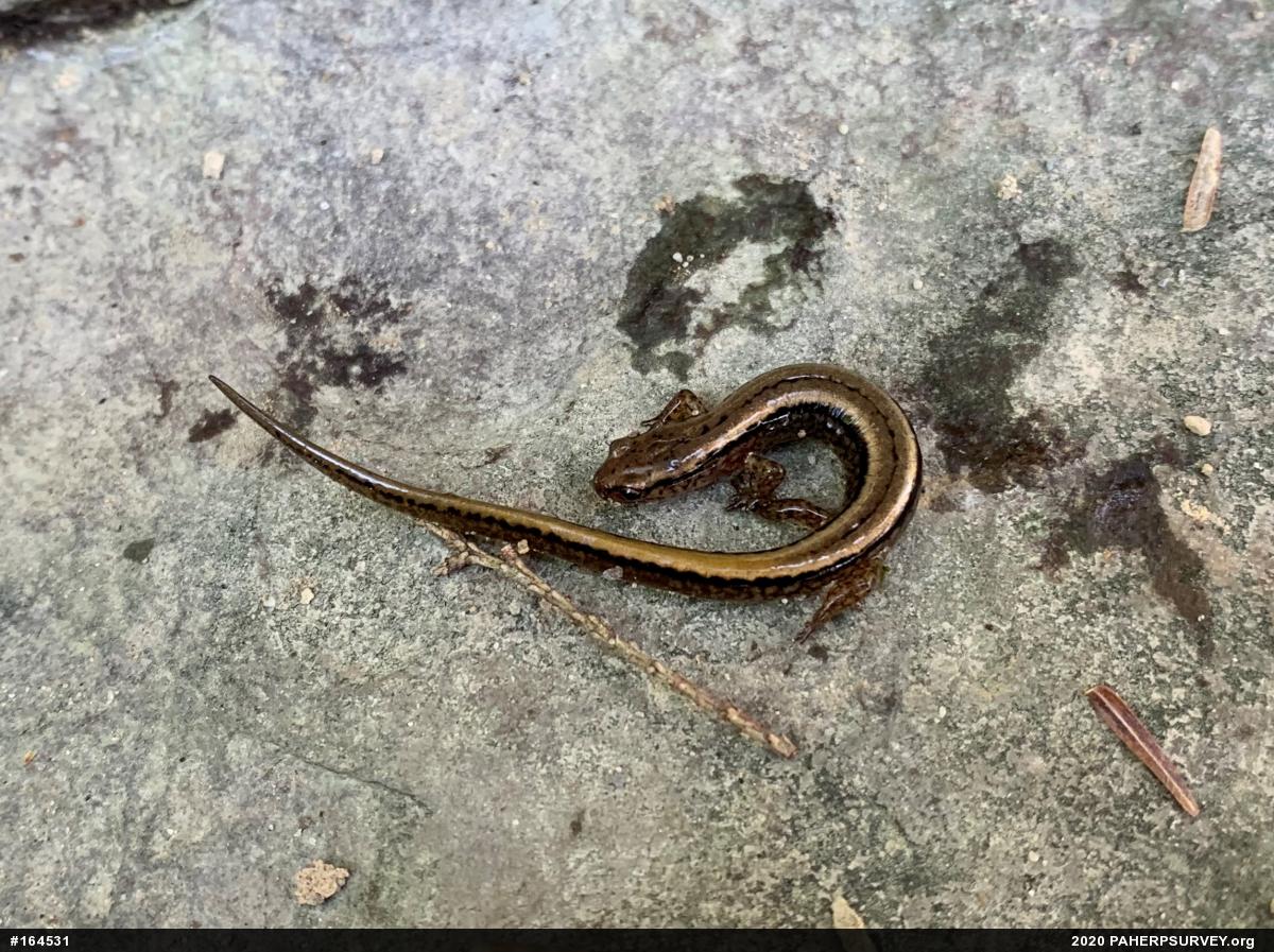 Northern Two-lined Salamander