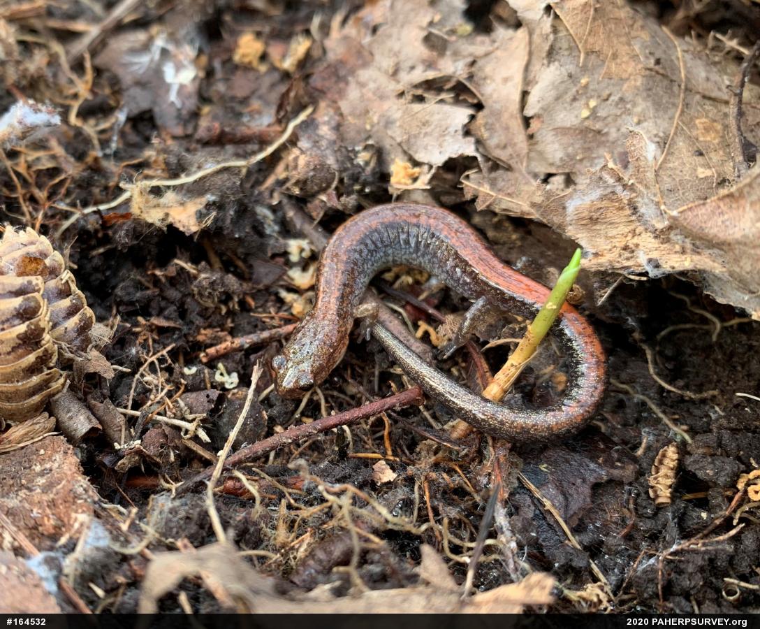 Eastern Red-backed  Salamander