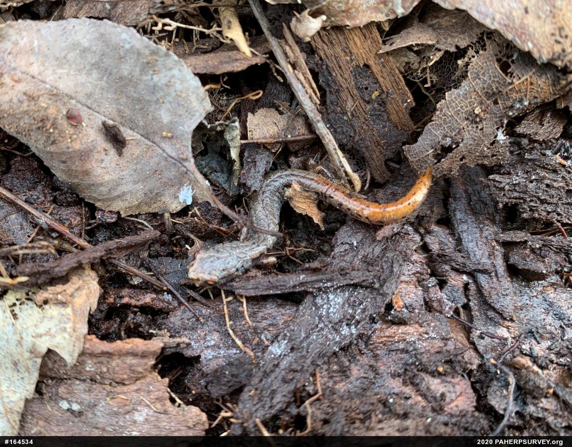 Four-toed Salamander