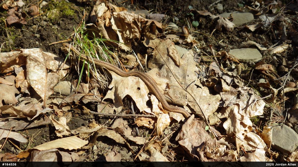 Eastern Gartersnake