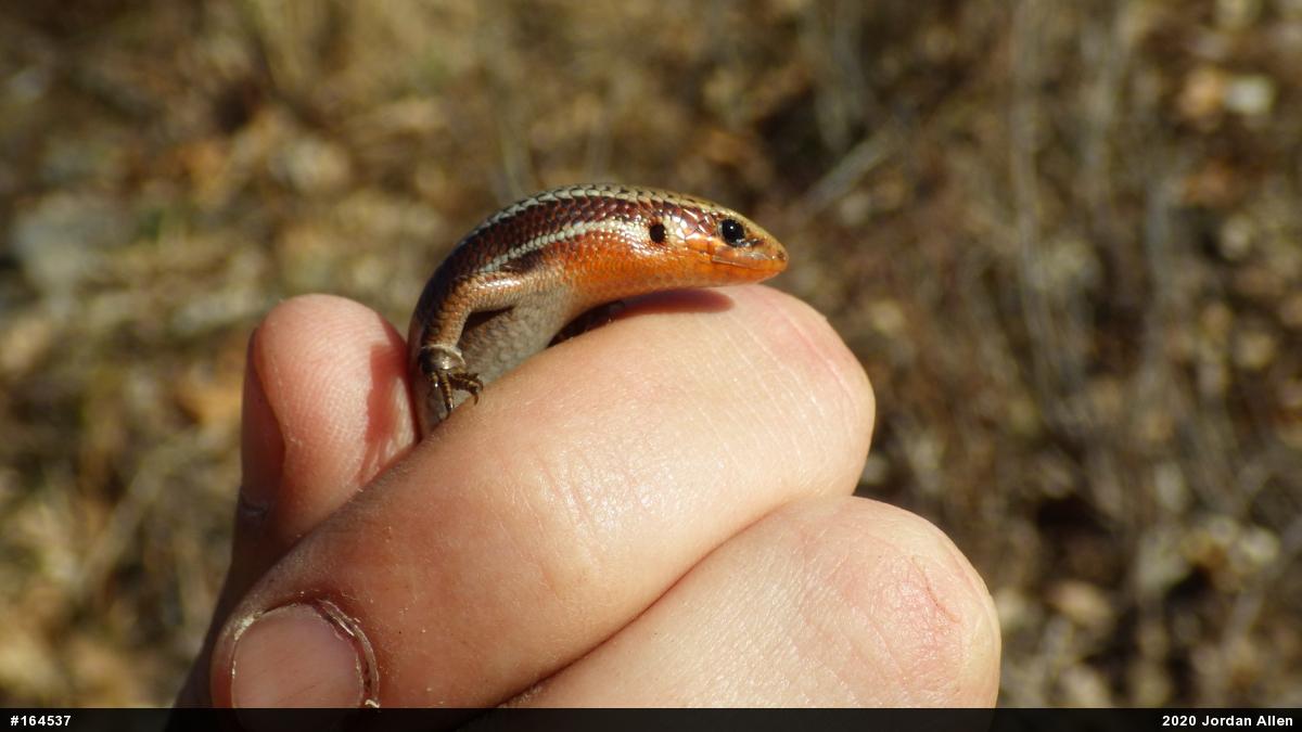 Northern Coal Skink
