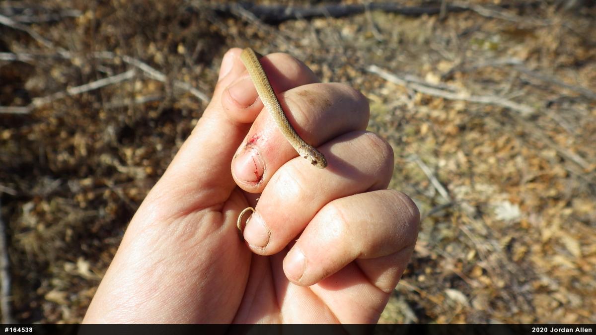 Dekay's Brownsnake