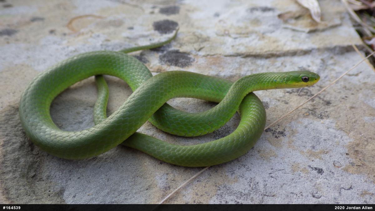Smooth Greensnake