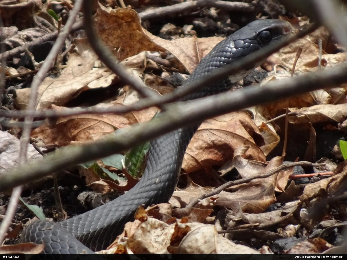Northern Black Racer