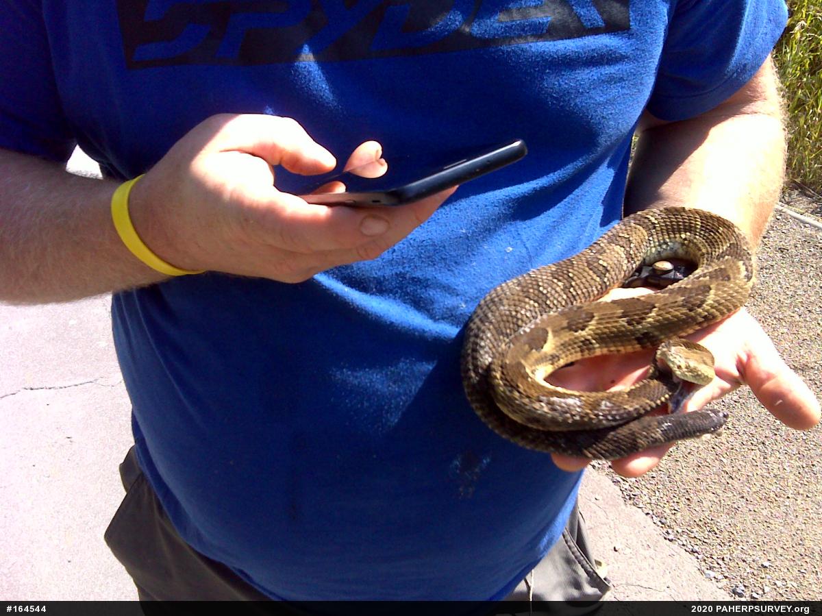 Timber Rattlesnake