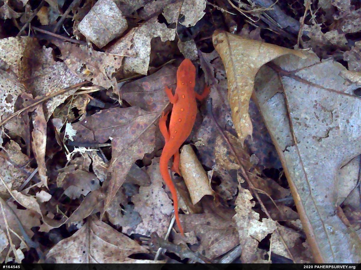 Red-spotted Newt