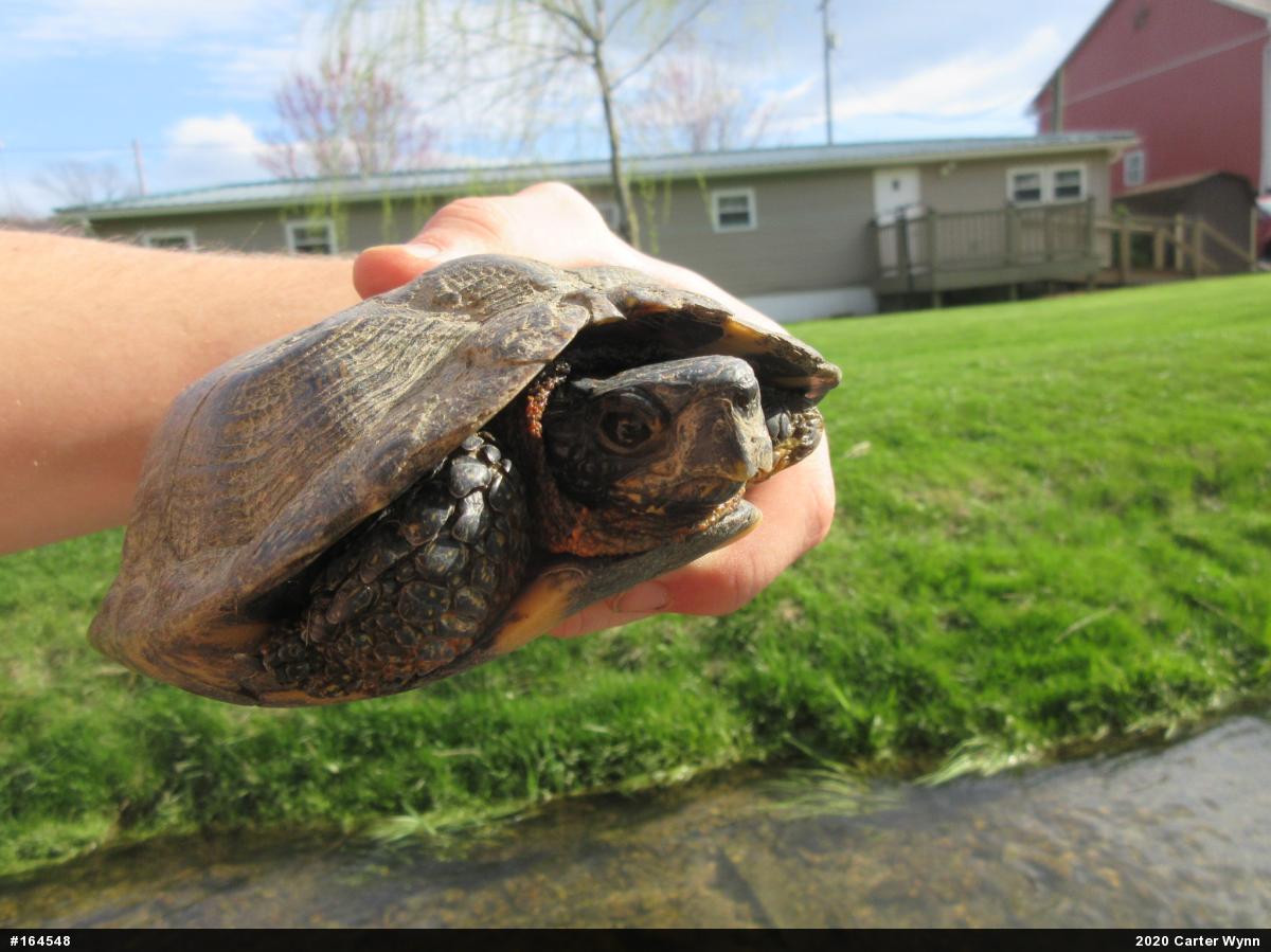 Wood Turtle