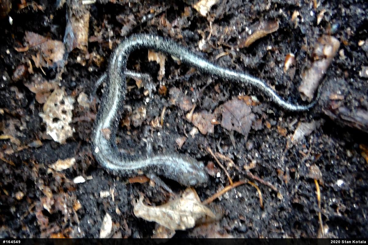 Woodland Salamanders