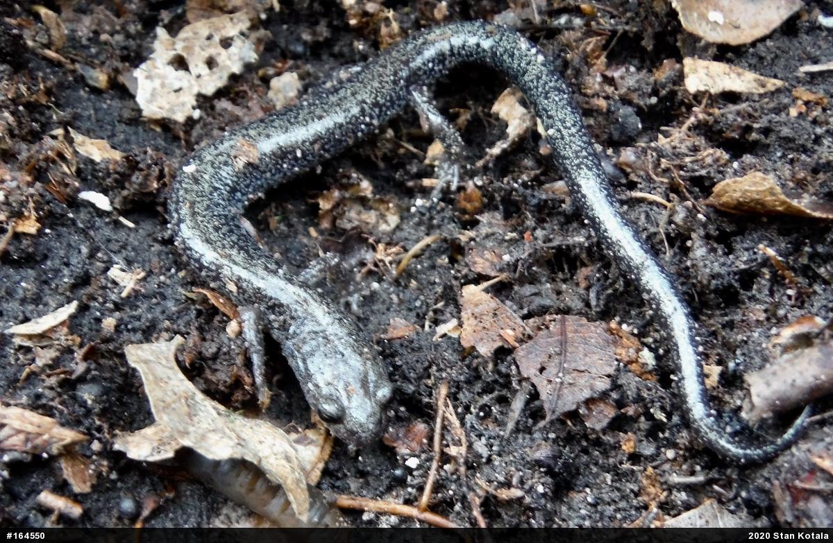 Woodland Salamanders