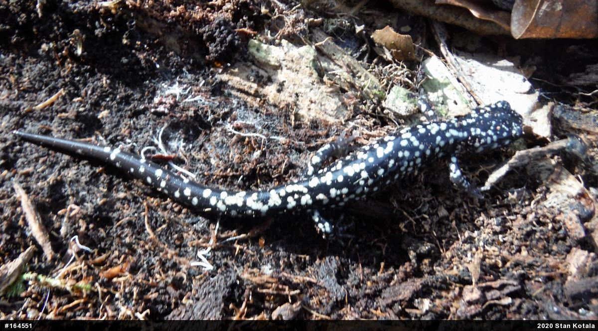 Northern Slimy Salamander