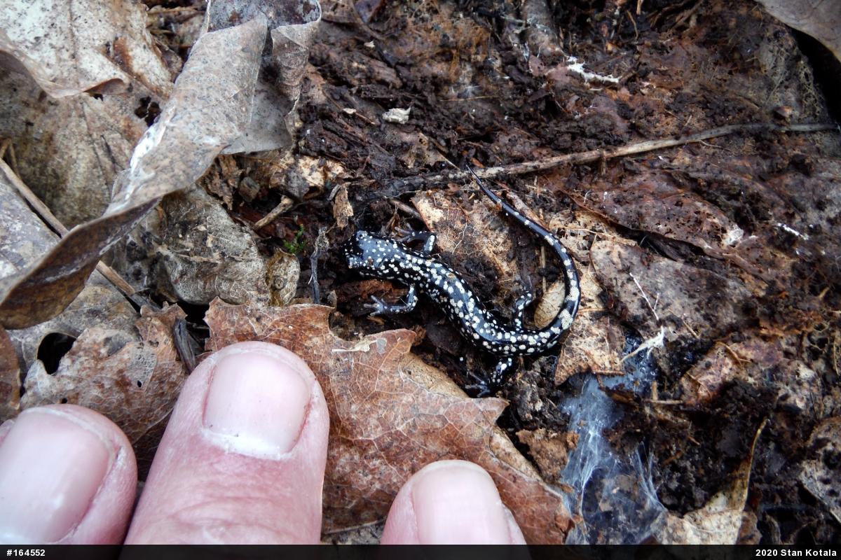 Northern Slimy Salamander