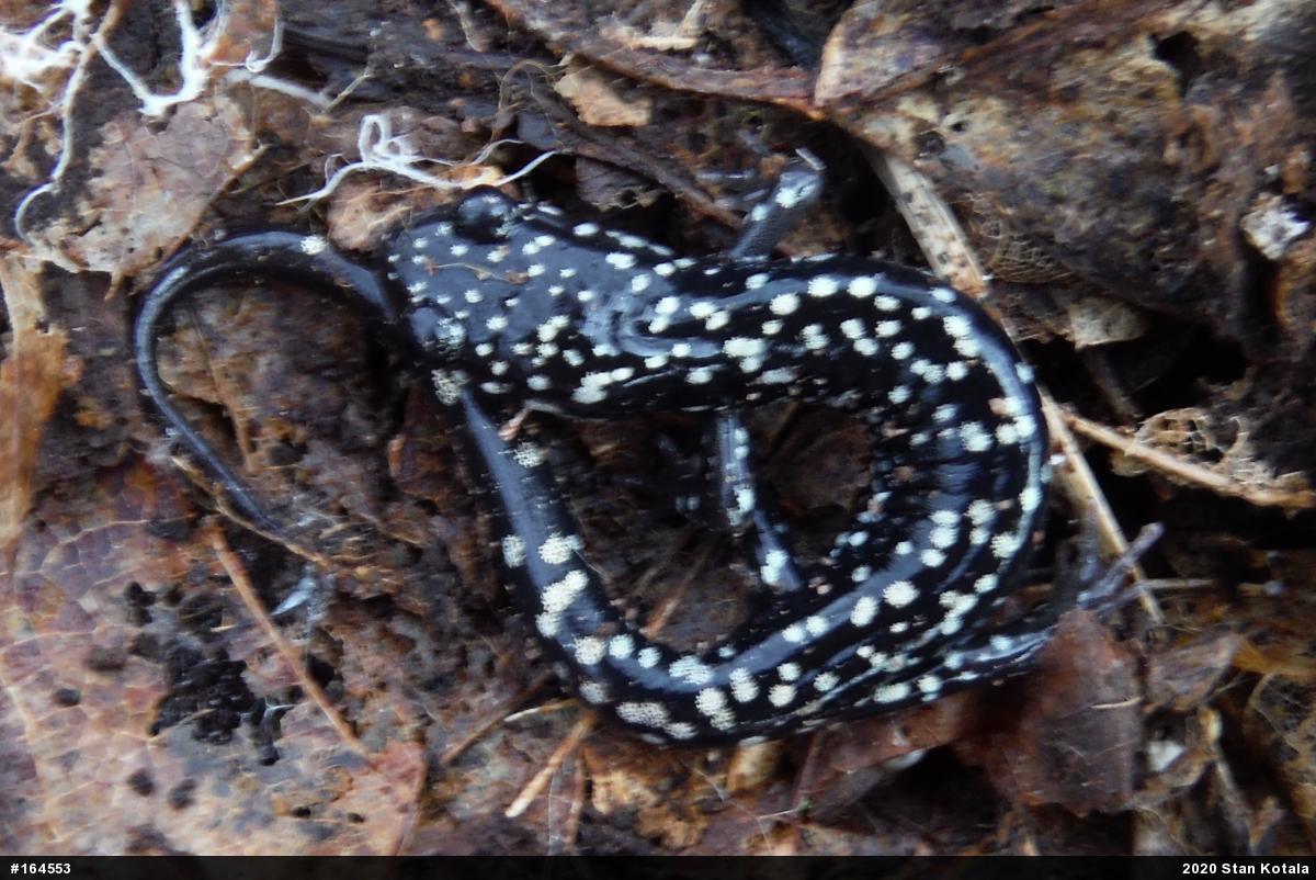 Northern Slimy Salamander