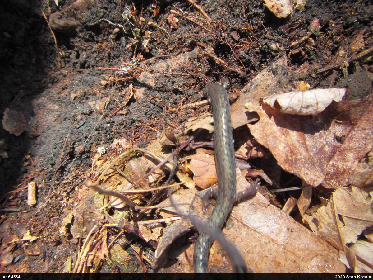 Woodland Salamanders