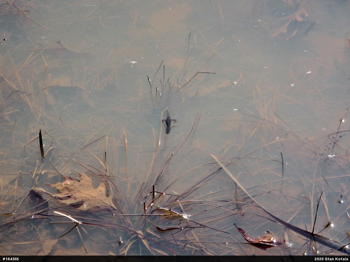Red-spotted Newt