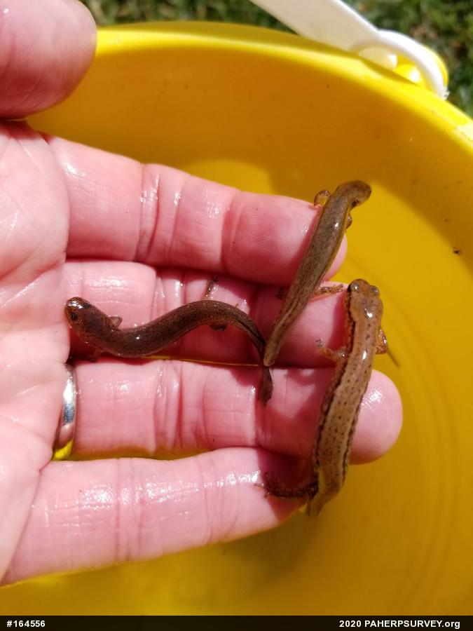Northern Two-lined Salamander