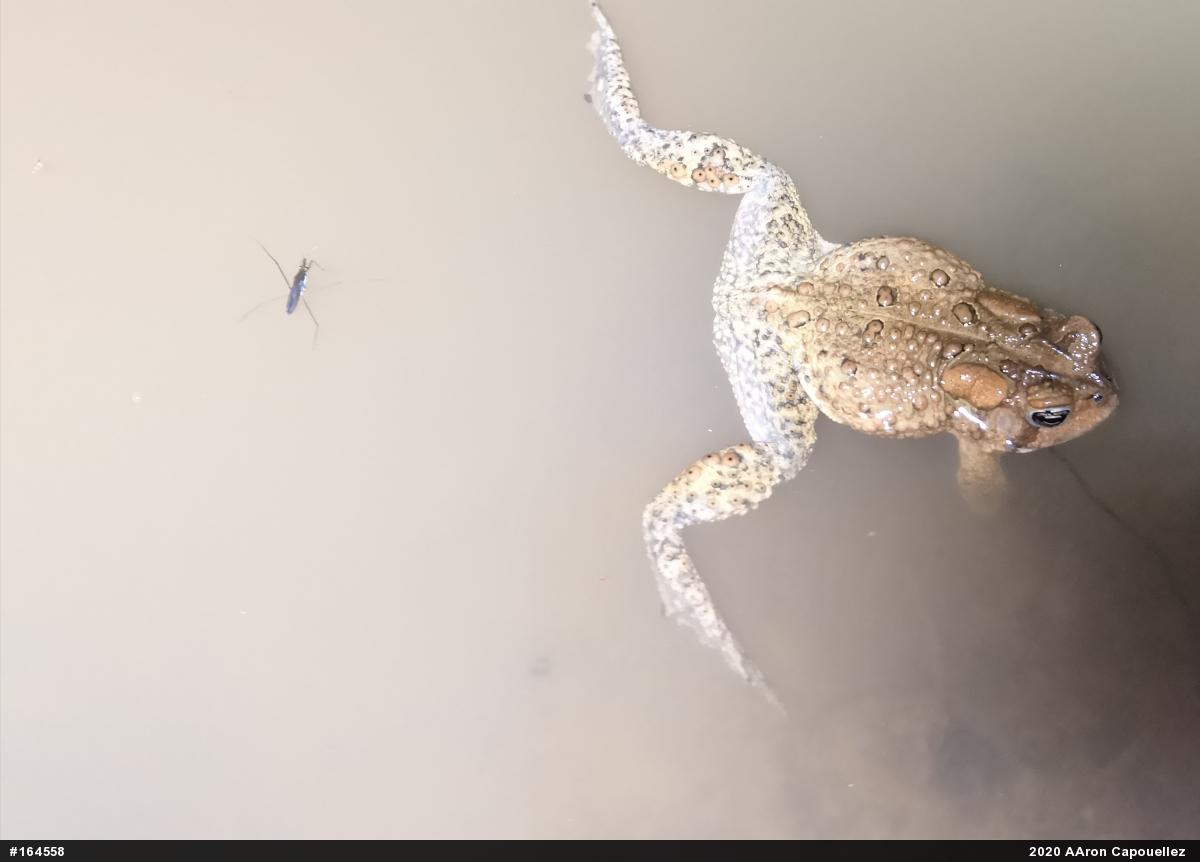 Eastern American Toad