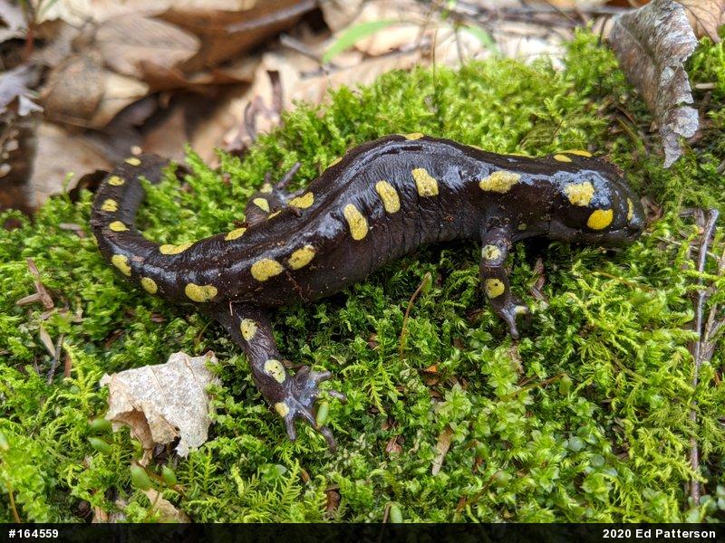 Spotted Salamander