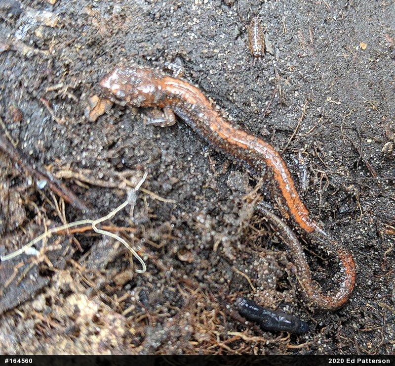 Eastern Red-backed  Salamander