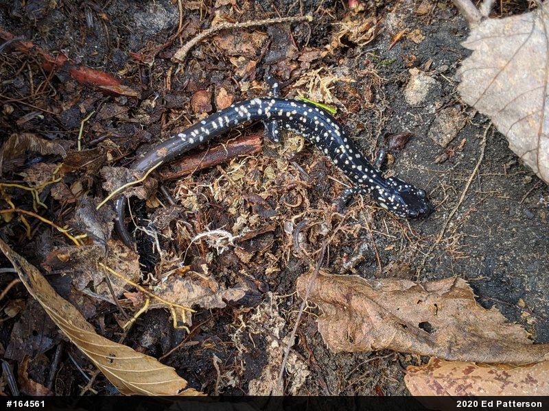 Northern Slimy Salamander