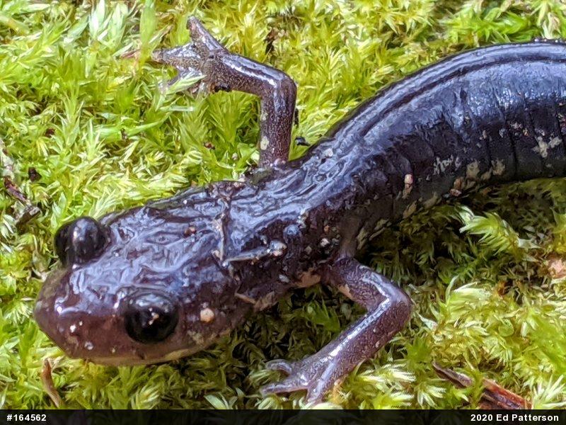 Wehrle's Salamander