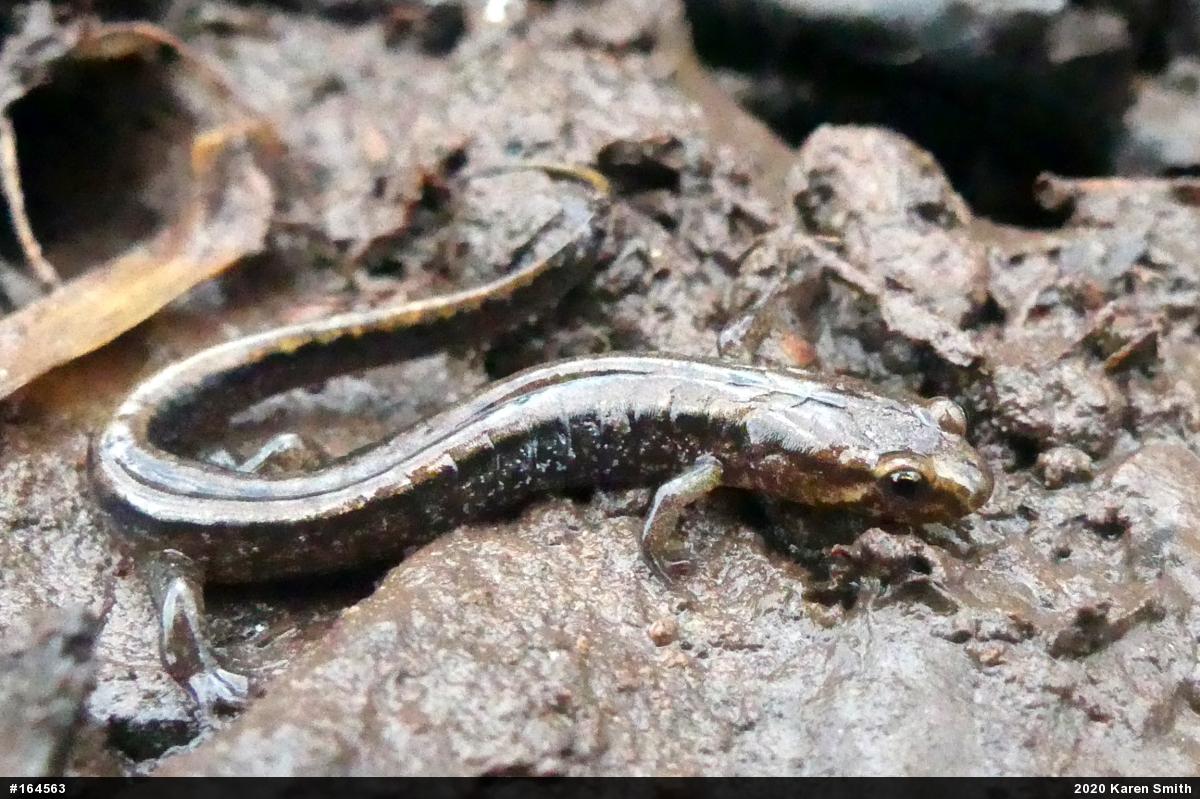 Allegheny Mountain Dusky Salamander