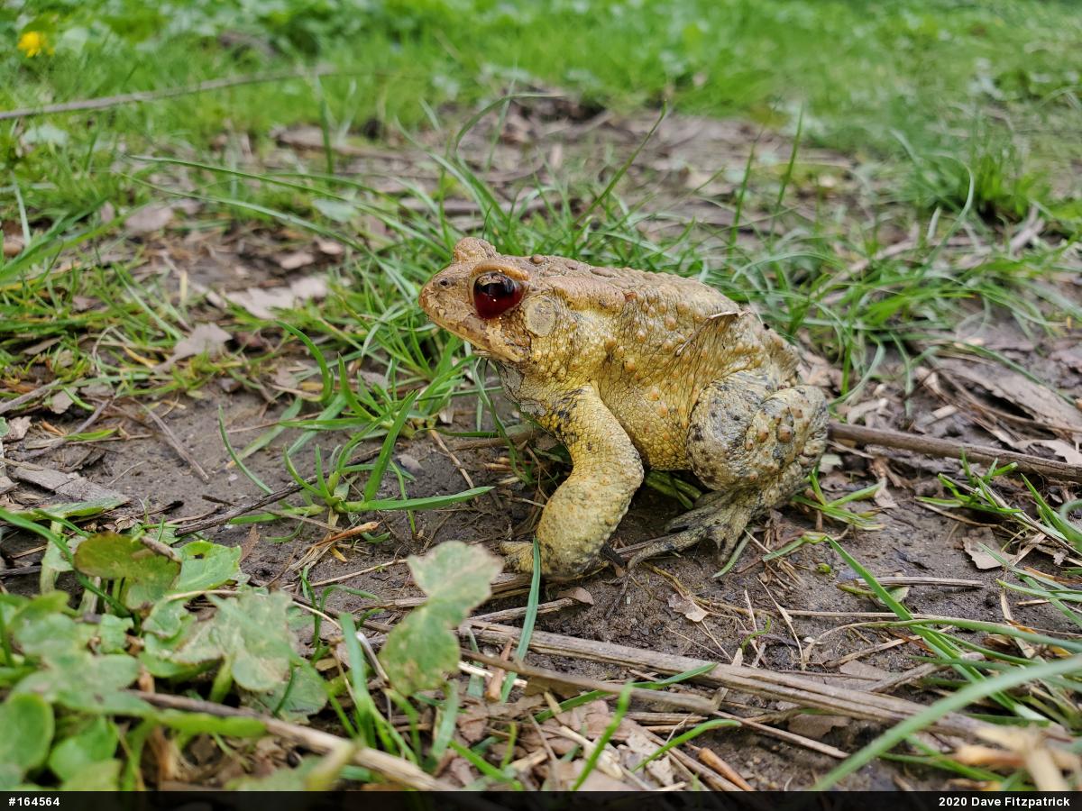Eastern American Toad