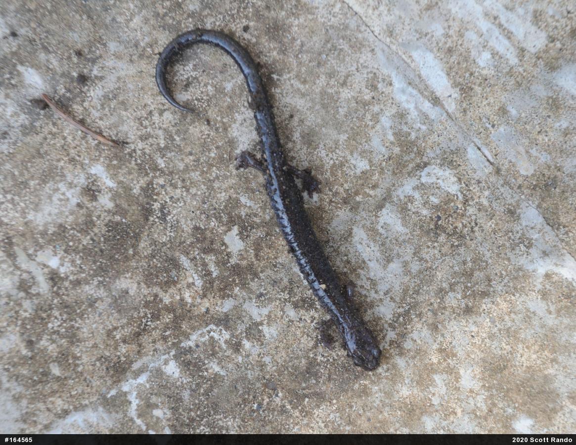 Eastern Red-backed  Salamander