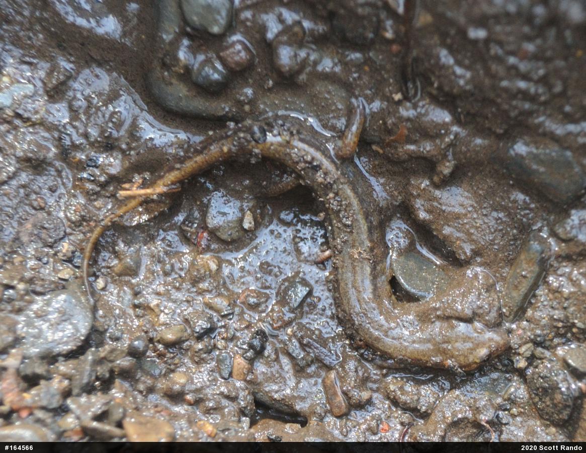 Northern Two-lined Salamander