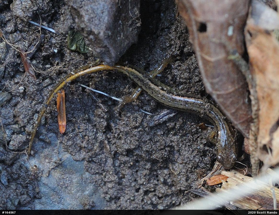 Northern Two-lined Salamander