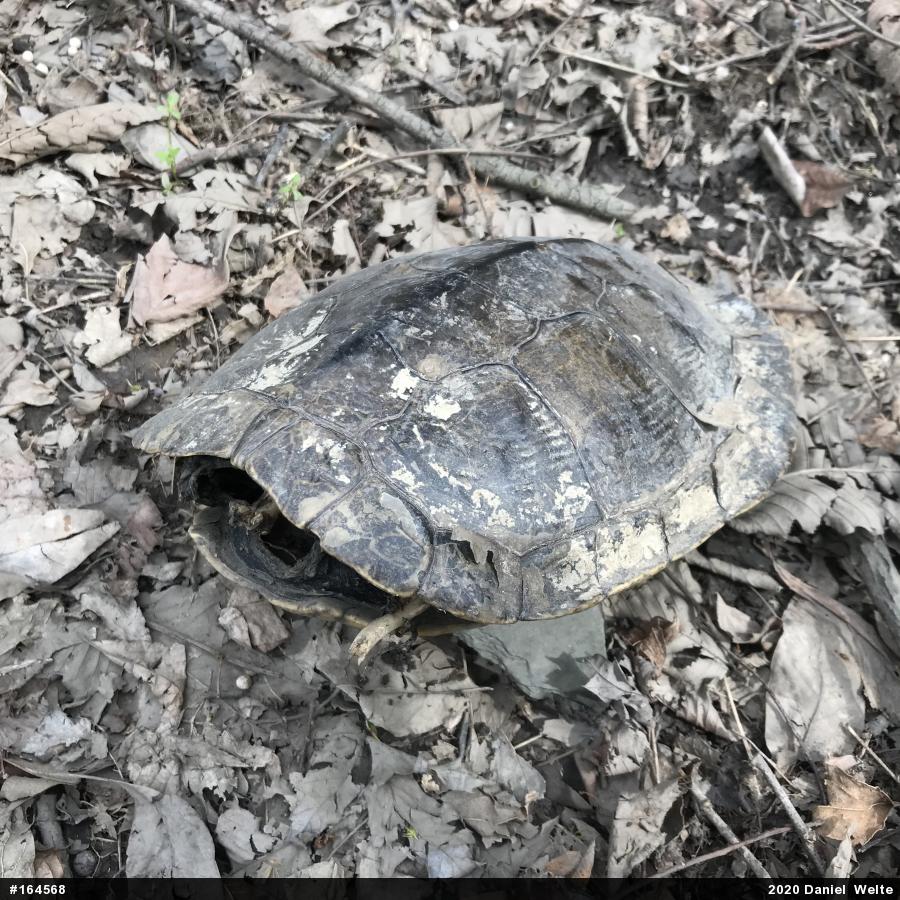 Northern Map Turtle